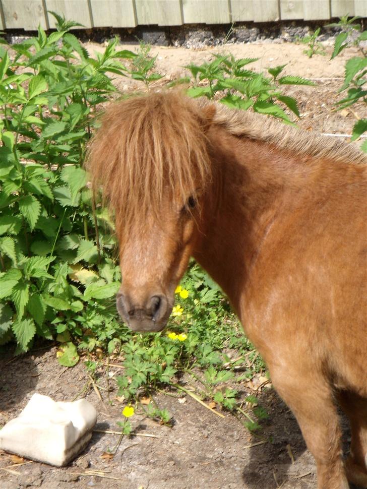 Miniature Bella *SOLGT - Hendes smukke Hoved. billede 2