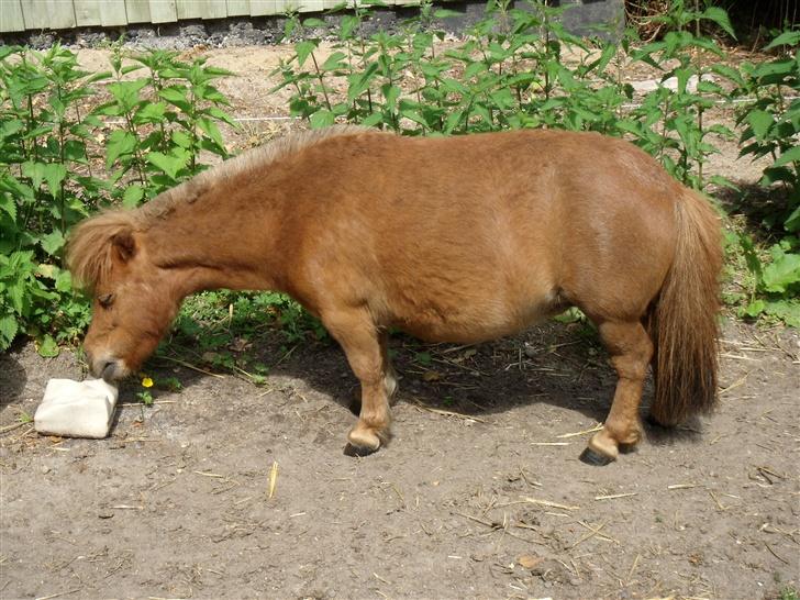 Miniature Bella *SOLGT - Jeg fik lige øje på nogle køer. ;) billede 3