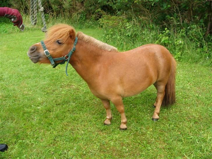 Miniature Bella *SOLGT - Smukke, smukke Bella billede 4