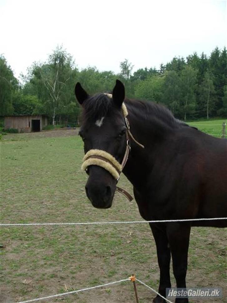 Anden særlig race Beauty  - Velkommen til Beauty´s profil. (Kig alle billederne igennem inden du bedømmer) billede 1