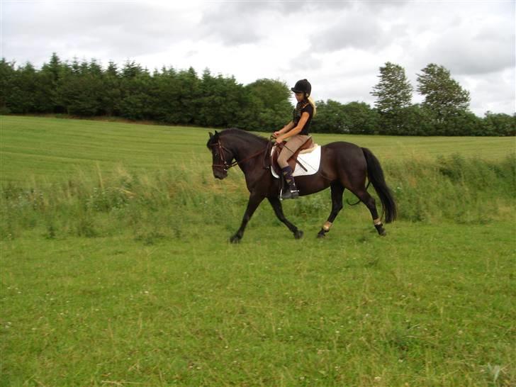 Anden særlig race Beauty  - Mig & Beauty. Trav, dressur trænning. D. 1 Juli 2007 billede 4