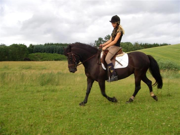 Anden særlig race Beauty  - igen, Dressur, hjemme. D. 1 Juli 2007 billede 5