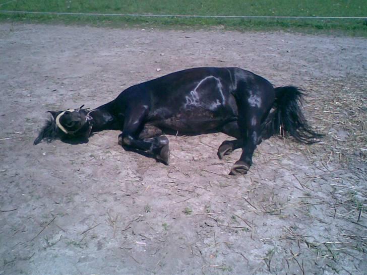 Anden særlig race Beauty  - Hun ligner en søløve, når hun ruller sig :D billede 6