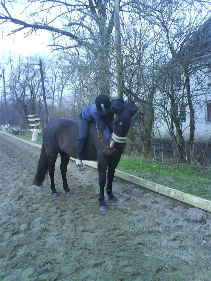 Anden særlig race Beauty  - Det er det eneste vi kan nu. Vi kan kun skridte i grime. Men jeg elsker den pony! billede 7