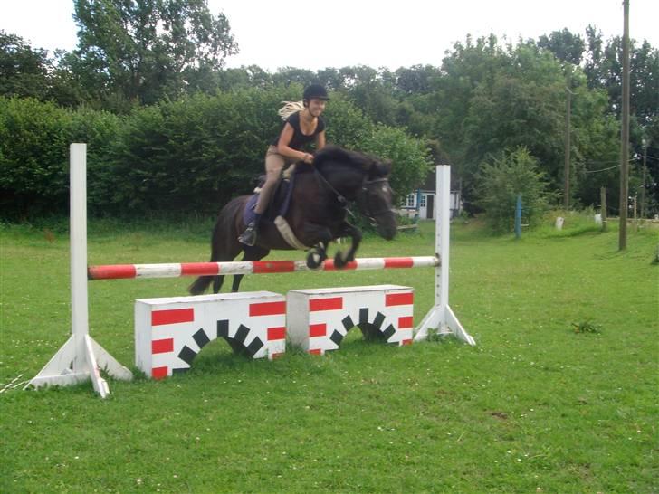 Anden særlig race Beauty  - Mig og Beauty, mur. Træning. billede 8