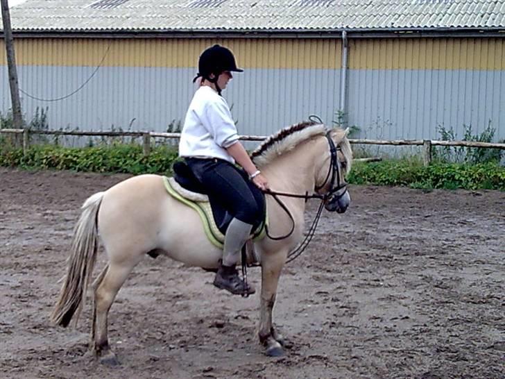 Anden særlig race  Pelle Joey - jeg er ikk tyk :p det er min trøje der laver sjov form. Forresten er det en god parade og et fint hovede vi lige holder der, Læg mærke til jabonen billede 3