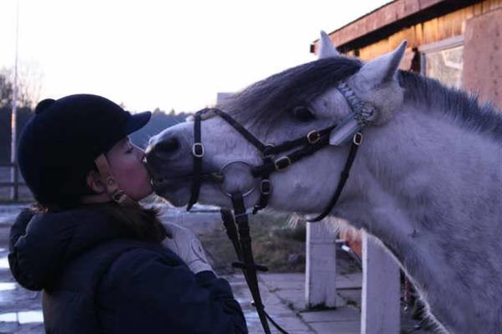 Welsh Pony (sec B) - Bjerregårds Santos  - Jeg elsker dig uendeligt og forevigt <3 . Foto: Siff billede 1
