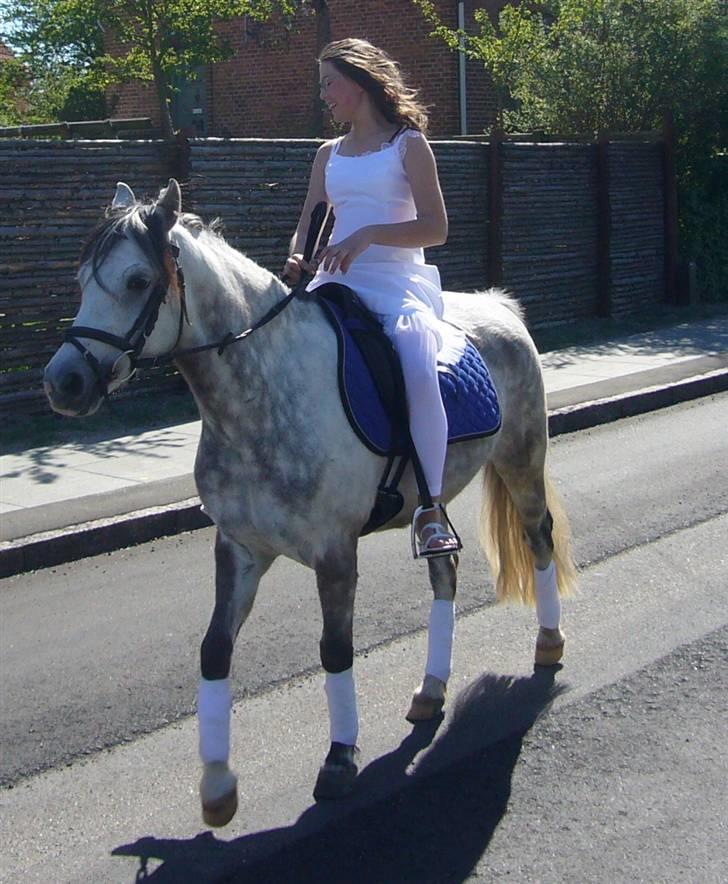 Welsh Pony (sec B) - Bjerregårds Santos  - Til mors konfirmation hvor jeg overraskede hende i haven, det var da lidt sjovt :´) . Foto: Far billede 3