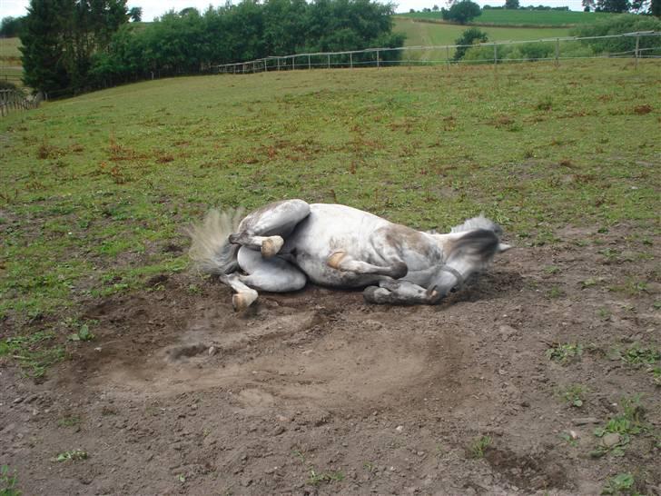 Welsh Pony (sec B) - Bjerregårds Santos  - Det er virkelig skønt at være hest xD . Foto: Mig billede 4