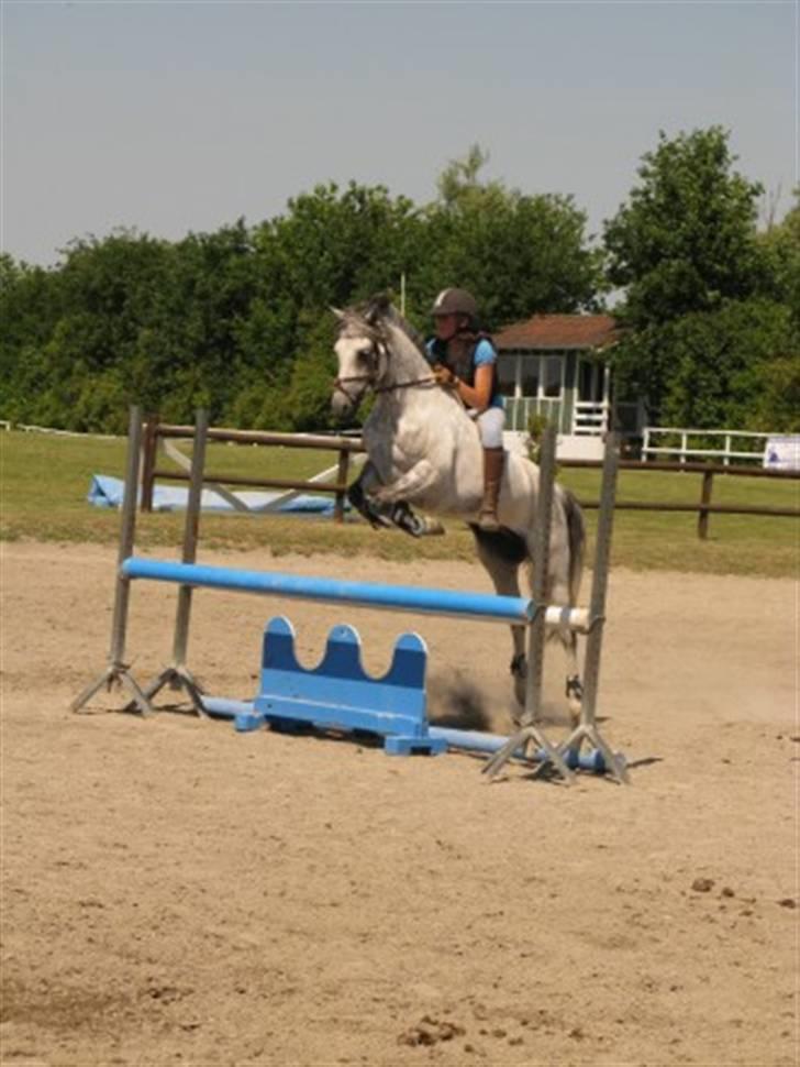 Welsh Pony (sec B) - Bjerregårds Santos  - Jeg kan bare også hoppe uden noget på ryggen xD . Foto: Hanne billede 5