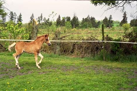 Welsh Pony (sec B) - Bjerregårds Santos  - Jeg sagde ingen baby billeder!! Hmf! . Foto: Stutteri Bjerregård billede 6