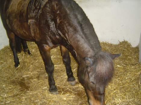 Anden særlig race *Wendy*   billede 3