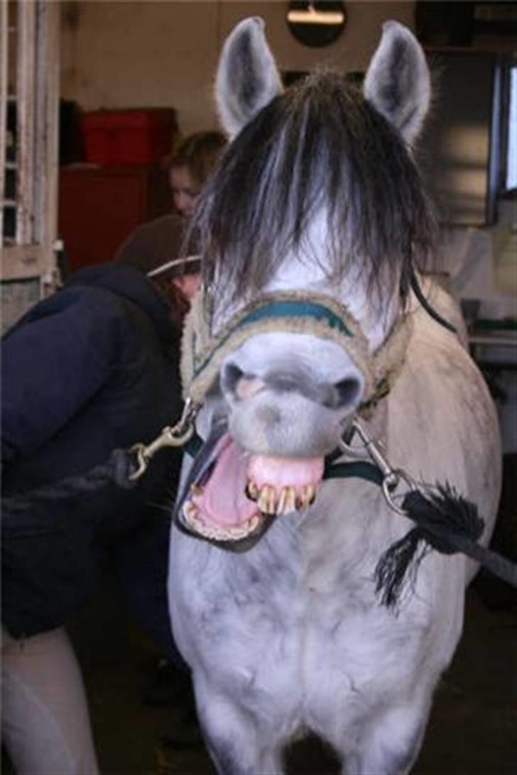 Welsh Pony (sec B) - Bjerregårds Santos  - Har jeg noget imellem tænderne xD ? . Foto: Siff billede 9