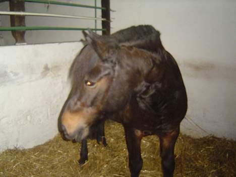 Anden særlig race *Wendy*   - "Hvad er dog det?" billede 4