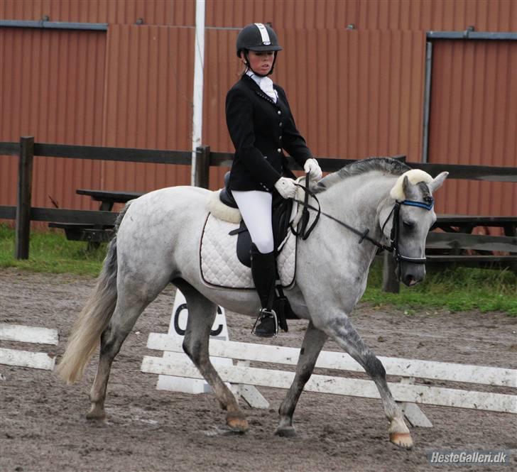 Welsh Pony (sec B) - Bjerregårds Santos  - Dressur, gaab xD . Foto: Mia billede 10