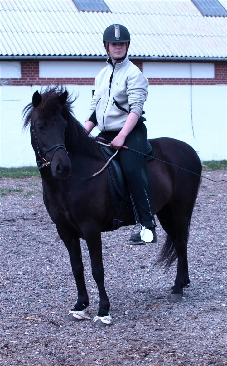 Islænder Bjalla Fra Slette Å solgt - Velkommen til min profil ;o)  billede 1