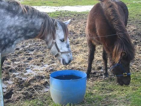 Islænder Bjalla Fra Slette Å solgt - Bjalla kom hjem til sit "nye hjem" hun er allerede tryk ;o)  billede 2