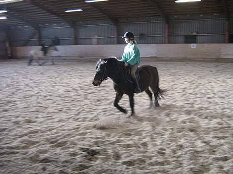 Anden særlig race *Wendy*   - Mig og Wendy i trav billede 5