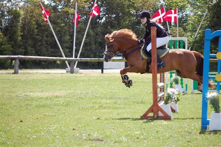 Anden særlig race Spirit  - (5) billede 5