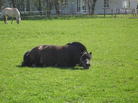 Anden særlig race *Wendy*   - min grime falder af... hihi billede 8