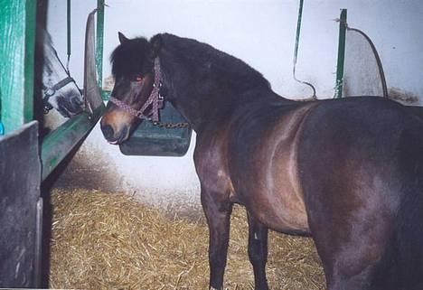 Anden særlig race *Wendy*   - her er wendy i hendes unge dage hihi billede 9