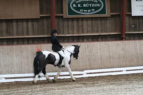 Irish Cob Athos  - Dressur stævnet februar :) Lb2 :)  billede 16