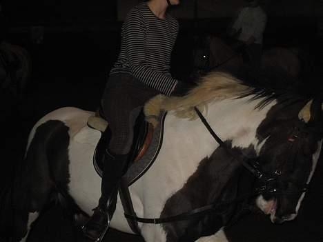 Irish Cob Athos  - rider undervisning af Camilla Ludvigsen.. vi er i gang med at gallopere.. billede 17