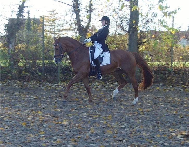 Dansk Varmblod Cathila - Fyensmesterskab 2007 billede 15