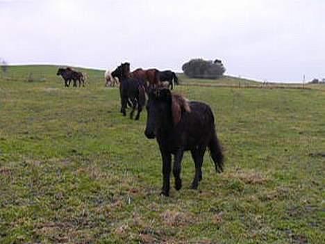 Islænder Rán - jeg skal da lige hvem min nye ejer er.. billede 6