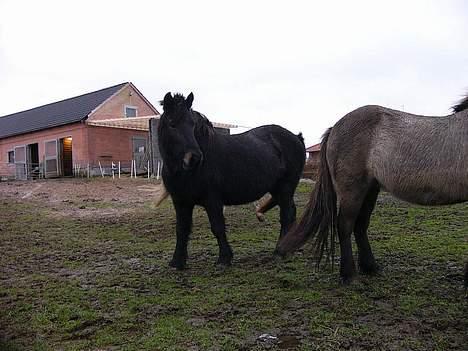 Islænder Rán - jeg er faldet meg godt til hos min plejefamilie billede 7