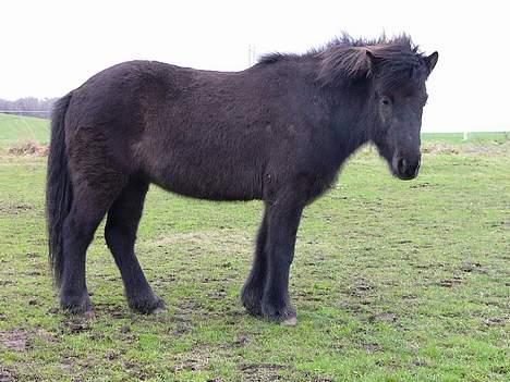 Islænder Rán - skal lige vende mig til være i DK billede 8