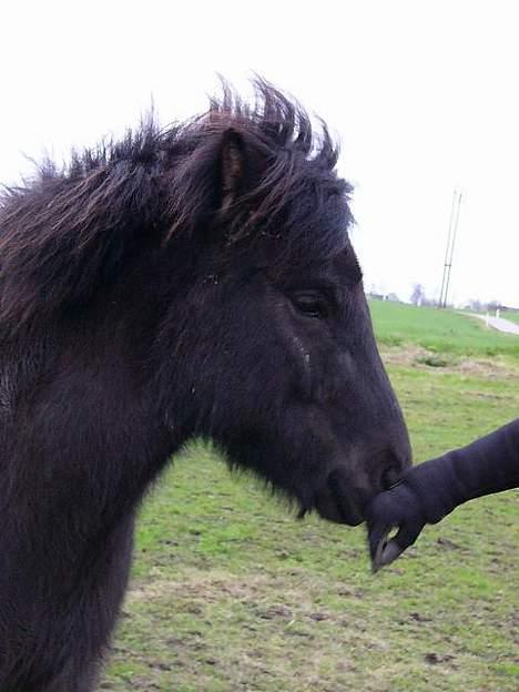 Islænder Rán - bare et dejligt billedet... billede 9
