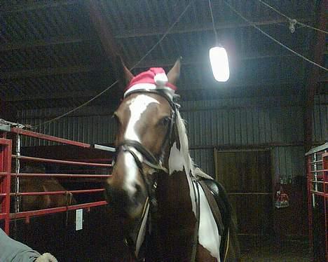 Pinto Kenya Barlee *Aflivet* - Kenya som nisse hest billede 8