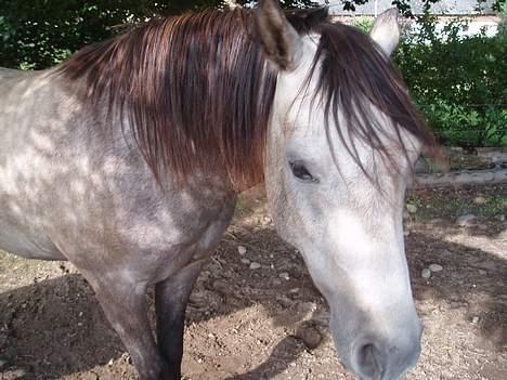 Welsh Partbred (Sec F) Mr. Morgan*solgt* billede 14