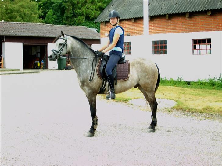 Welsh Partbred (Sec F) Mr. Morgan*solgt* billede 15