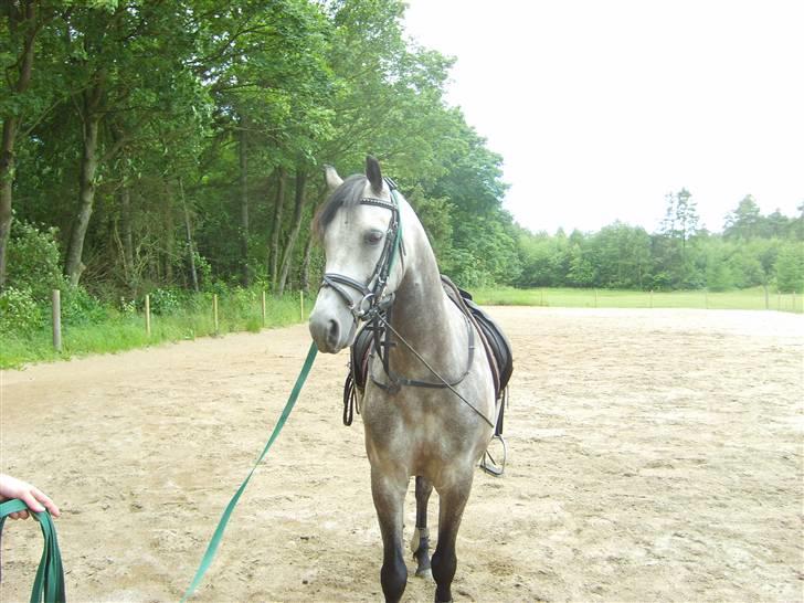 Welsh Partbred (Sec F) Mr. Morgan*solgt* billede 16