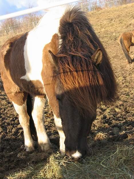 Islænder Heðinn billede 11