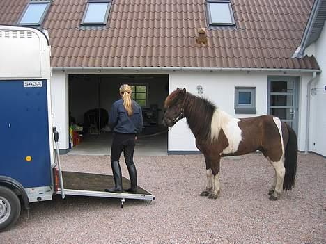 Islænder Heðinn - Her er Hedinn på vej op i traileren billede 12