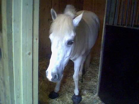 Connemara Galsgårds Blis billede 2