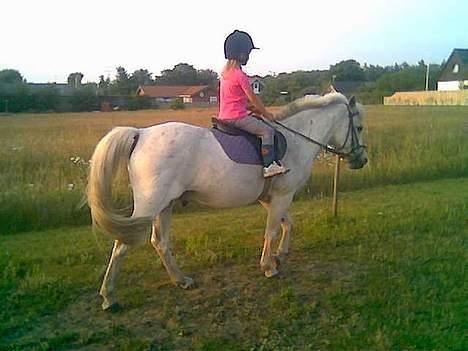 Connemara Galsgårds Blis billede 4