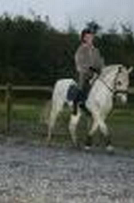 Connemara Galsgårds Blis billede 5