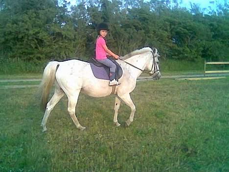 Connemara Galsgårds Blis billede 6