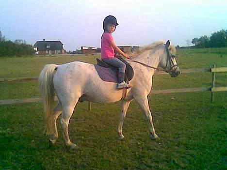 Connemara Galsgårds Blis billede 7