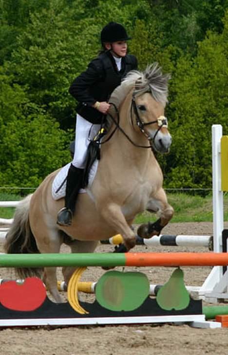 Fjordhest Tonni *Solgt* - Til det pisse fede Kristihimmelsfartsstævne på birken. billede 2