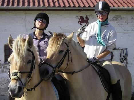 Fjordhest Tonni *Solgt* - den perfekte linjefagstur til Blokhus med vores ponyer. billede 3