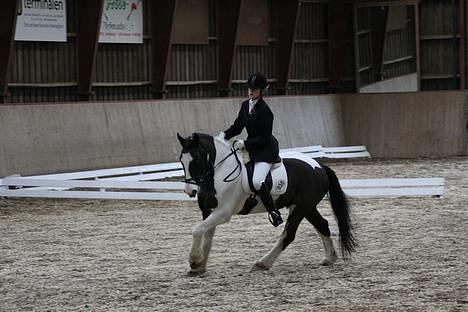 Irish Cob Athos  - Os til dressur stævne i februar LB2 !!!!!! billede 20