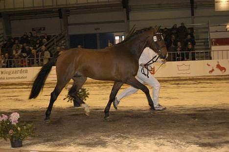 Holstener Calvados - til kåring billede 4