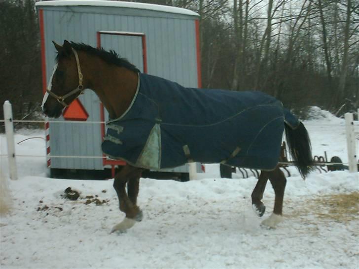 Anden særlig race Chantall [R.I.P] - 5)Nyt  billede 5