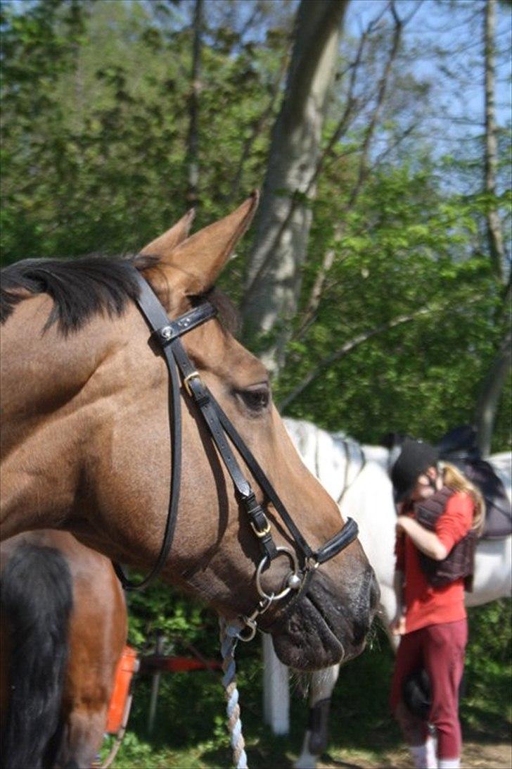 Anden særlig race Chantall [R.I.P] - 7) Nyt Stævne billede 6