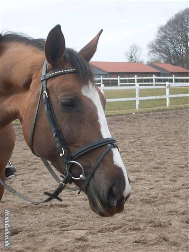 Anden særlig race Chantall [R.I.P] - 8)Nyt  billede 7